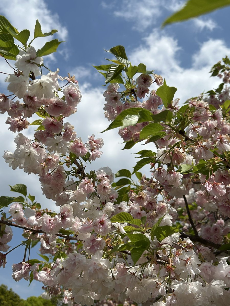 cinnamonstar522's tweet photo. 東京の桜は散ってしまいましたがひとりで　#植草とみんなのお花見会2026 散歩💛遅咲きの桜とネモフィラ、ツツジは舎人公園、藤は西新井大師にて撮影🍀北の大地でも桜が咲きはじめたようですね😊💛北海道に住んでいたことがあるので北の桜の写真を楽しみにしています🌸
#植草克秀 https://t.co/5MIlKNA51R
