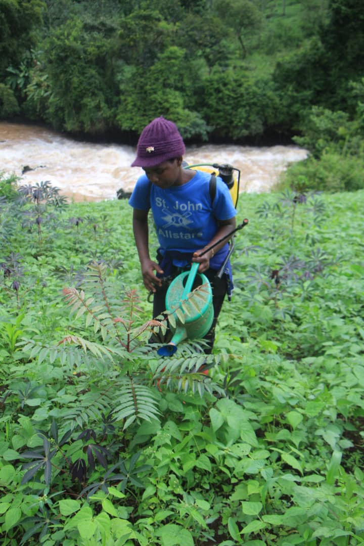 fesd1978's tweet photo. Through FESD under #RestoreLocal supported by #TerraFund for AFR100, communities are not just planting trees—they are caring for them every day 

Thank you to our donors 

#Rwanda #ClimateAction #Restoration https://t.co/0z9vfrS3yS