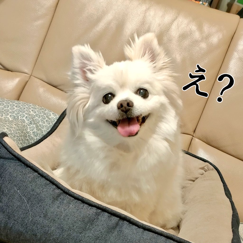 ひな tweet media