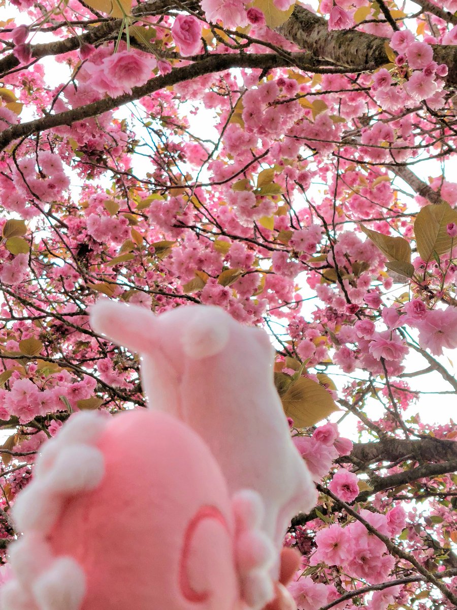 Sophie's Plushies 🐝 tweet media