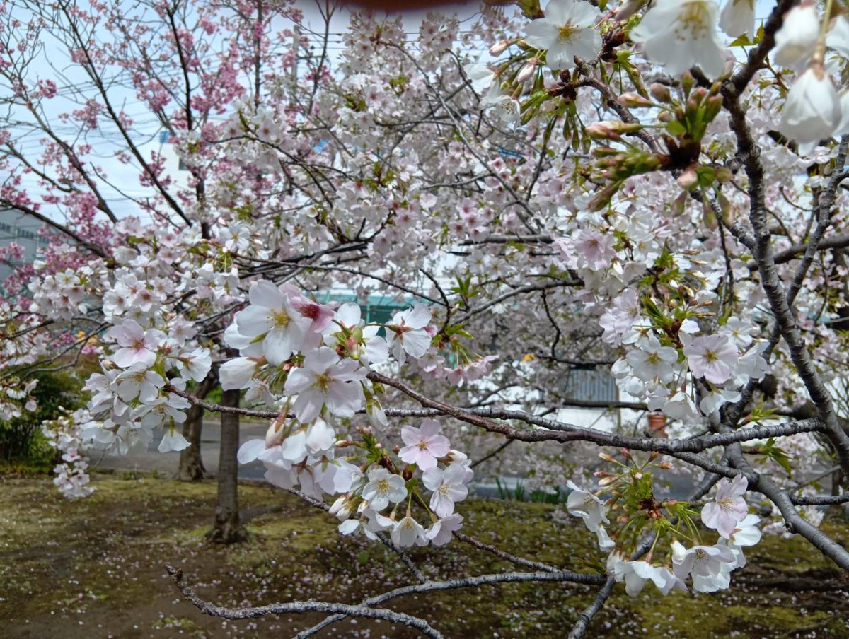 zuu24com's tweet photo. 東京の桜は葉桜になっています。
2026年度は、Instagramのフォロワーさん1000名越えを目指して、#Zu々 旗揚げ公演から10年以上となった歩みを振り返ってみます。
＜Zu々雑記帳＞として、10年を過ごしての思い出を時系列もないままに、ランダムに書き綴って、SNS上で発表していきますので、Instagramのフォローや、Xでのフォロー＆いいね、などよろしくお願いします。

https://t.co/iAYPkBexfx

※写真はZu々主宰 三宅が各地で以前に撮った桜です。