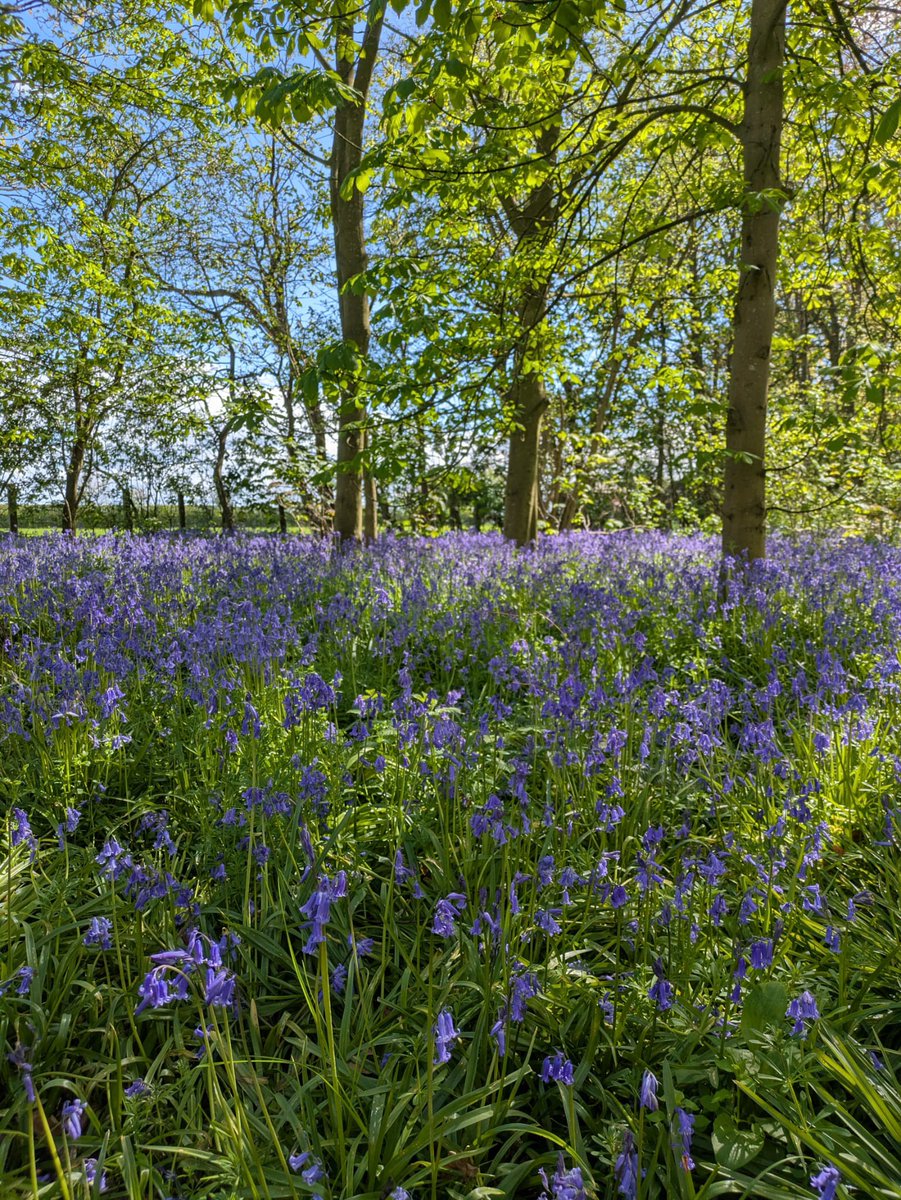 HelloYorkshire's tweet image. Spring magic at Beningbrough Hall 📷

Just moments from the historic hall and gardens is the perfect spot to soak up peaceful nature and take dreamy pictures.

Peak bloom hits around late April to May. Be sure not to miss it!

#helloyorkshire #northyorkshire #beingbroughhall