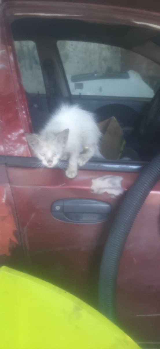 Mic@BonillaPlaFal tweet media