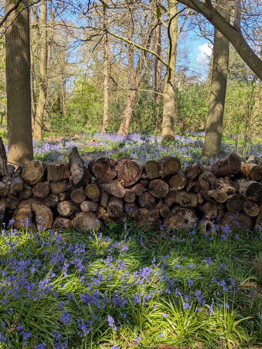 HelloYorkshire's tweet image. Spring magic at Beningbrough Hall 📷

Just moments from the historic hall and gardens is the perfect spot to soak up peaceful nature and take dreamy pictures.

Peak bloom hits around late April to May. Be sure not to miss it!

#helloyorkshire #northyorkshire #beingbroughhall
