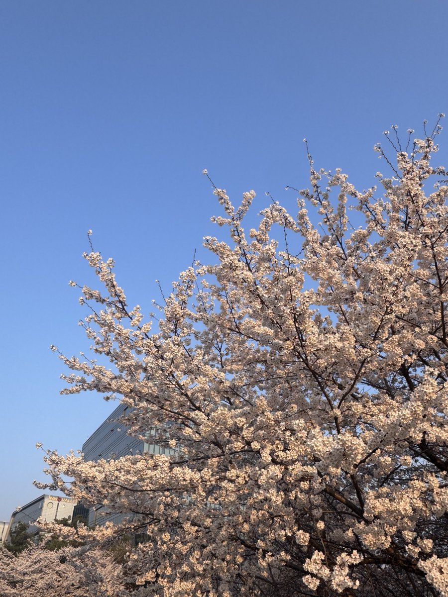 베개 tweet media