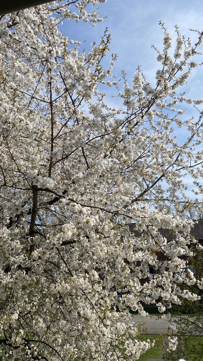 Biraz daha bahar isteyen var mı?