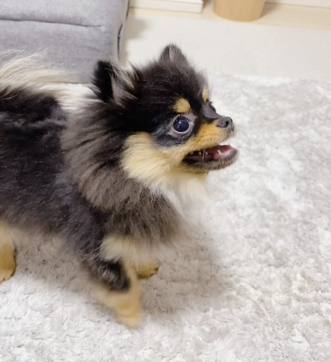 ぽんずくま🐶ちくわ tweet media