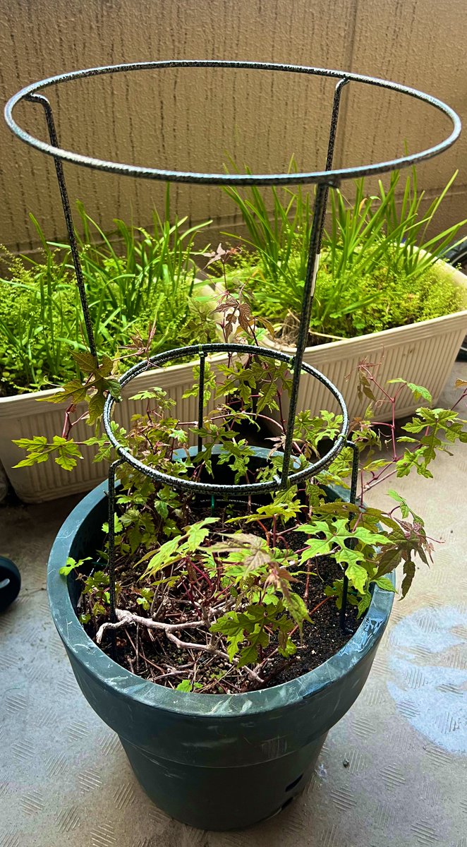 Hisuikago tweet media