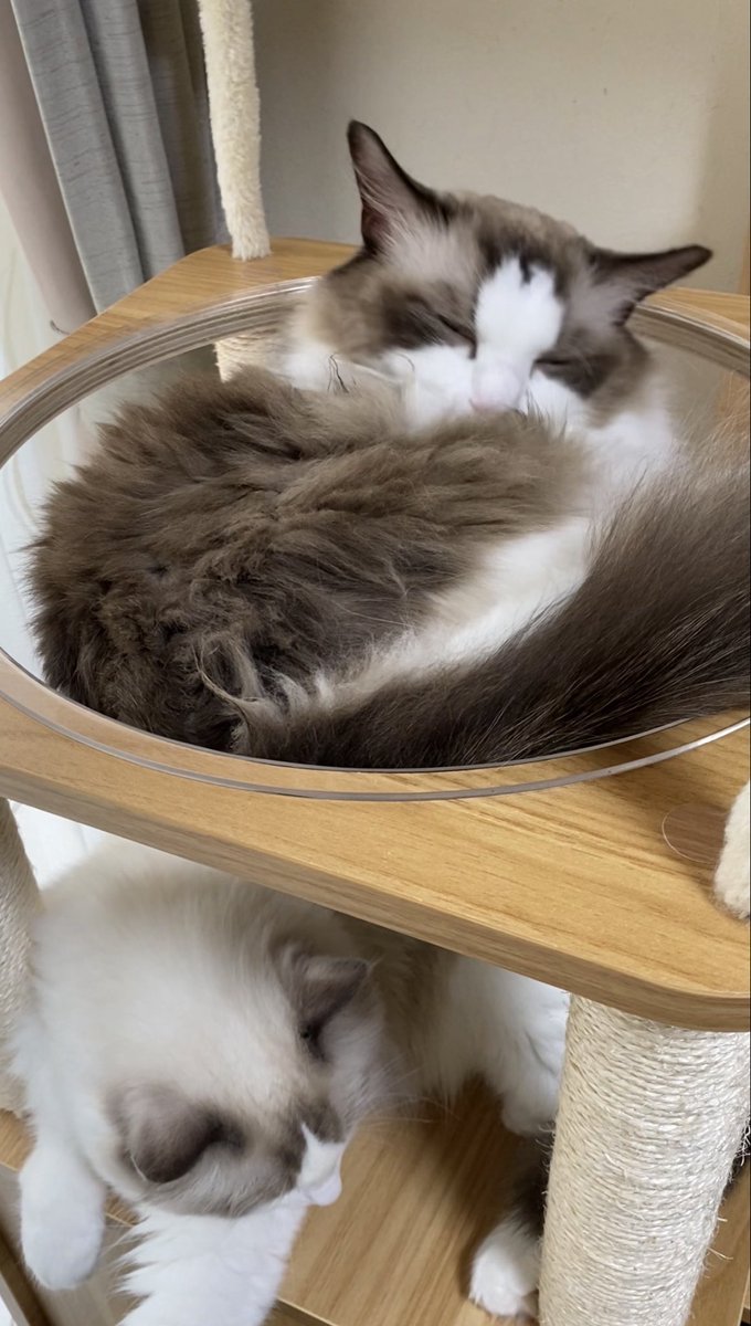 rommy263's tweet image. 猫って液体って言うがカフェラテのゼリーみたいで美味しそうに見える我が家の猫。上から見たらちゃんと猫です。
#ラグドール
#Ragdoll