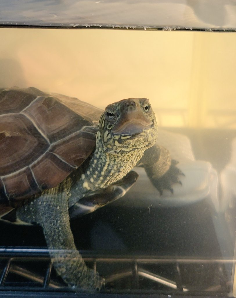 tomeshipo's tweet image. 影響されやすい大人🙋&amp;lt;ﾊｲｯ!
ドナテロ(紫)を推す⸜🐢💜⸝‍
ことあるごとに「カワバンガー！」と言ってきゃっきゃする大人をじっと見つめる亀たち😳

🐢「大丈夫？話きこか？」
🐢「ききましゅよ？」

#クサガメ #亀 #TMNT #ミュータントタートルズ