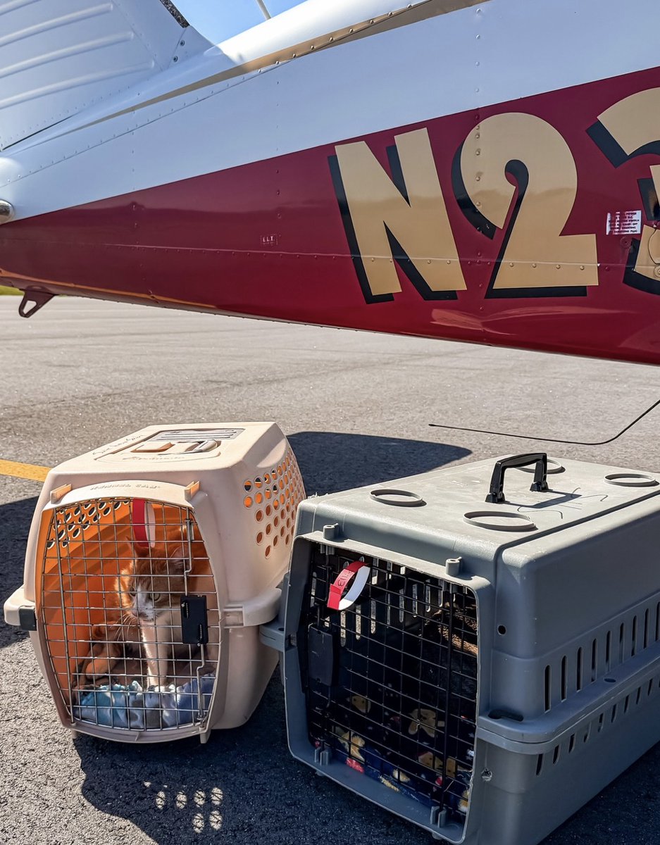 Pilots N Paws tweet media