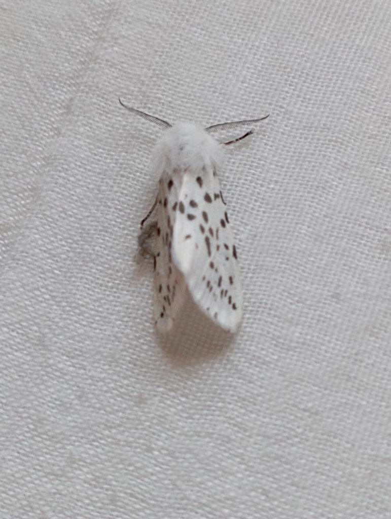 LupettA60 🌈👠☮️🇵🇸🧓🖕 tweet media