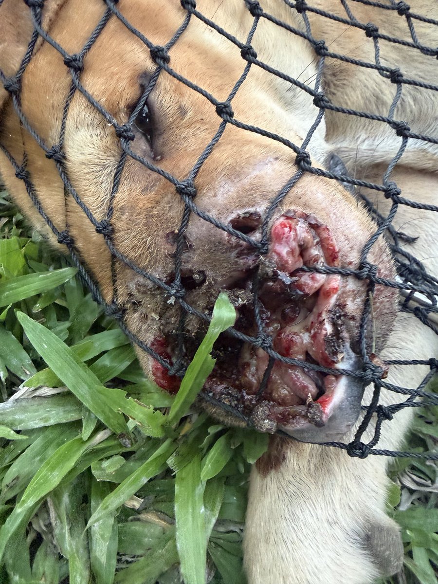 Niall Harbison tweet media