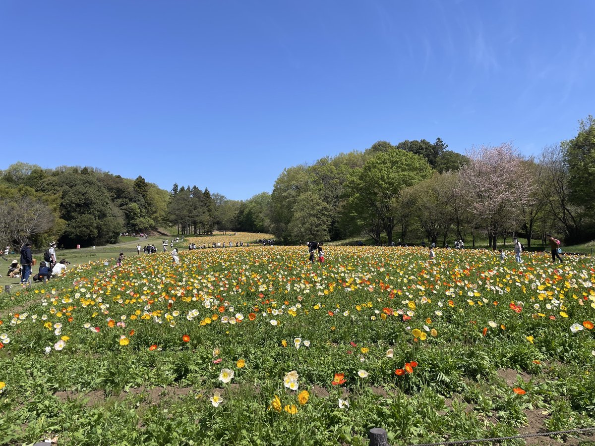 midori_platform's tweet image. 武蔵丘陵森林公園を訪れました。 

ポピーが満開でした💐 

 #Midori #自然 #公園 #アウトドア #自然情報ポータルサイト