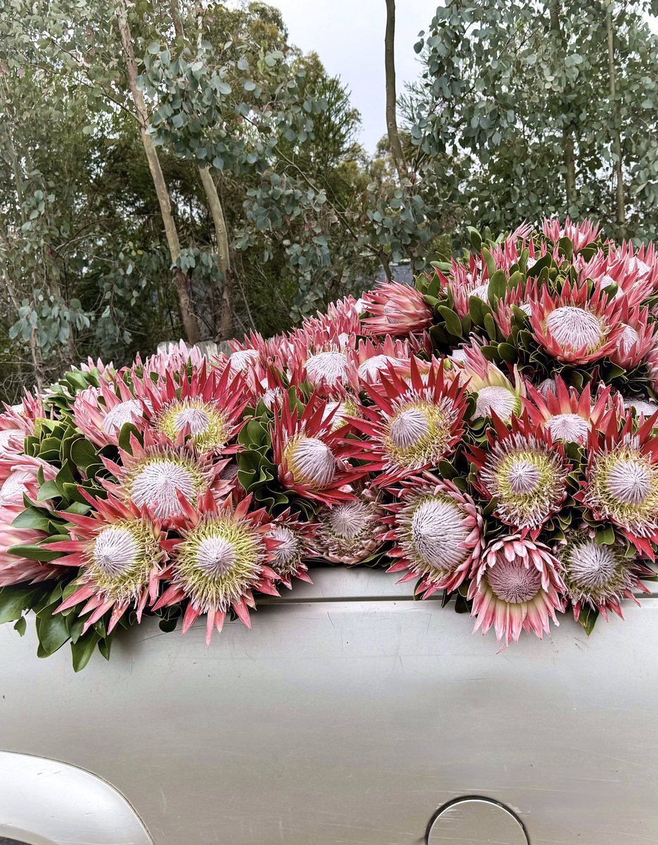 DianaR_Resendiz's tweet image. Happiness is not a station you arrive at, but a manner of traveling. -Margaret Lee Runbeck

Pause and savor the beauty along the way. Happiness grows in the journey. 🚜🍃🌸👑🌸🌿 #mondaymotivation #traveltips #journeywithjoy #proteaking #cagrown