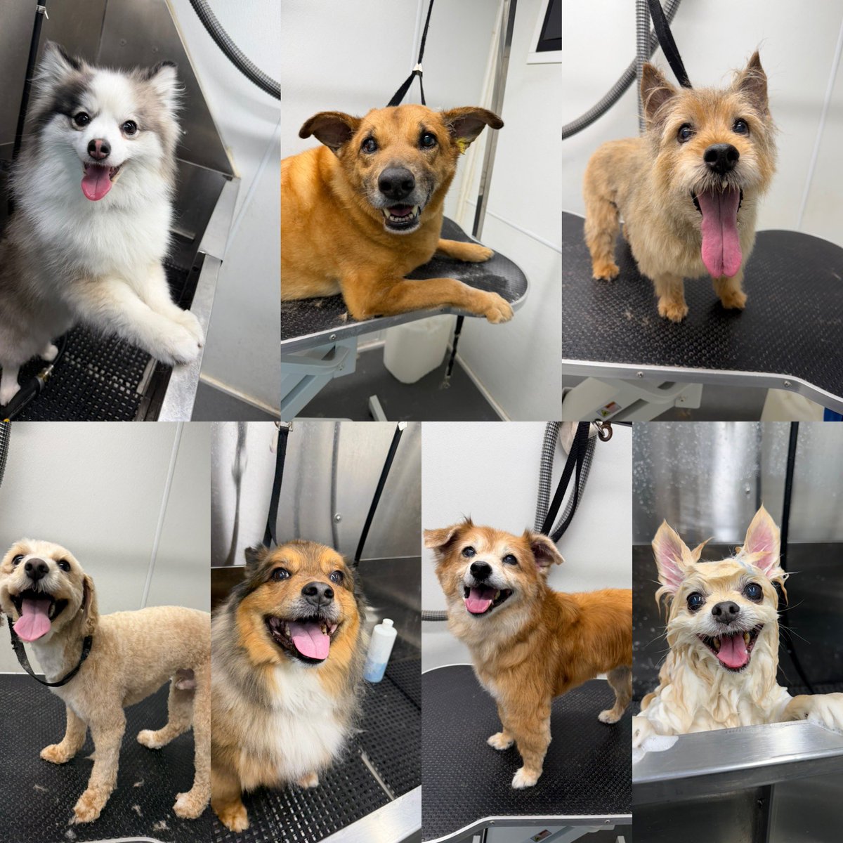 BigfootPet's tweet image. Its Monday! And that means it’s time for some Bigfoot-Sized smiles! 

Join us at bigfootpet.com to find out what all the hubbub is about! 

#bigfootpetmobilegrooming #smile #smilealways #bigsmile #texas #dog #dogs