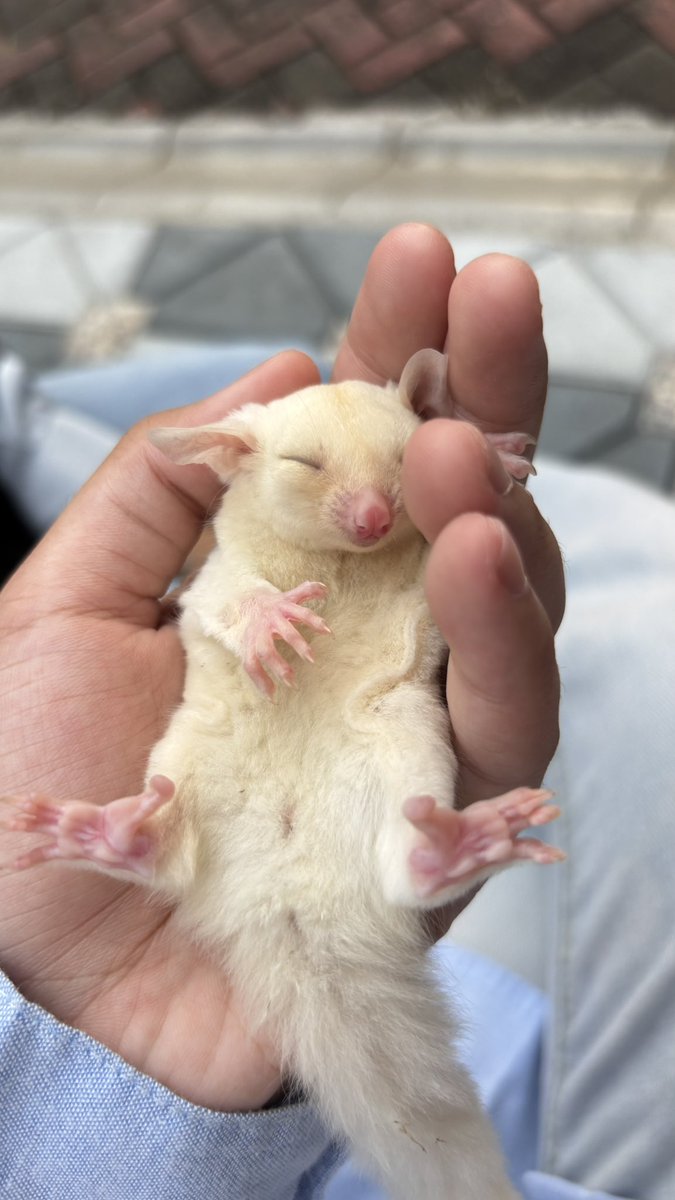 𝐚𝐢𝐫𝐲𝐬‧˚꒰🐾୭ ˚. ᵎᵎ tweet media