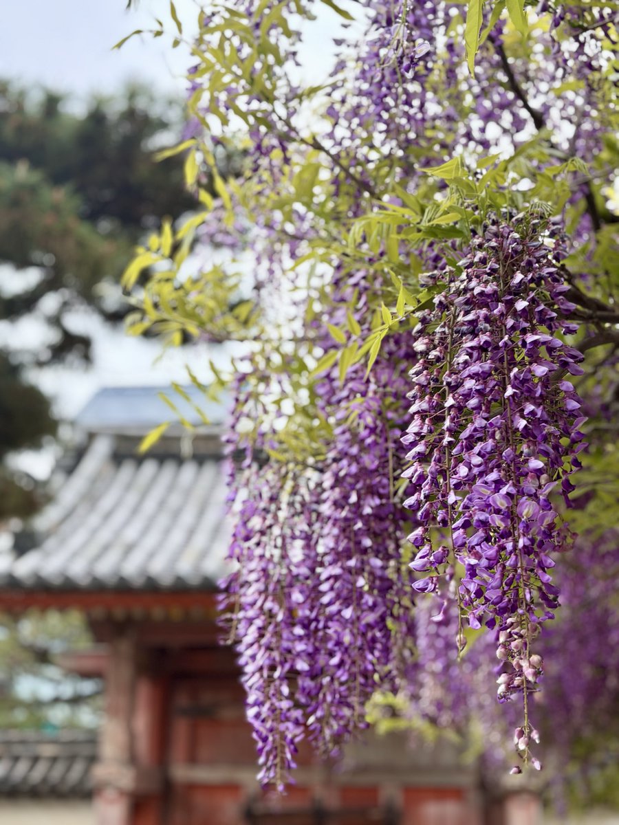 CRISS-CROSSシュートボクシング・キックボクシングジム/八尾市藤井寺市柏原市 tweet media