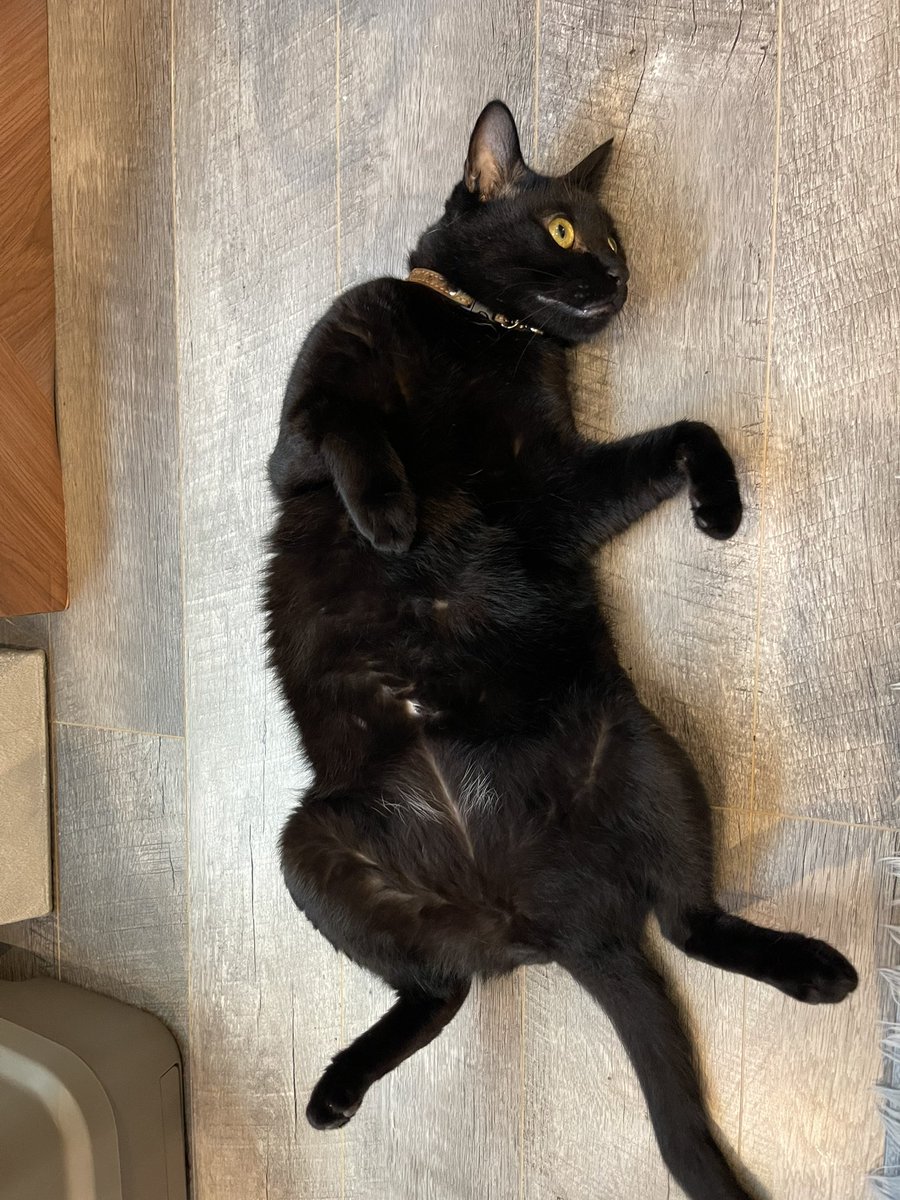 お腹の白い毛同じ子いますか〜🙋🐈‍⬛

#猫 #黒猫