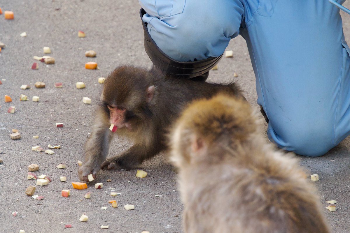 ぱんち🐒🪽 tweet media