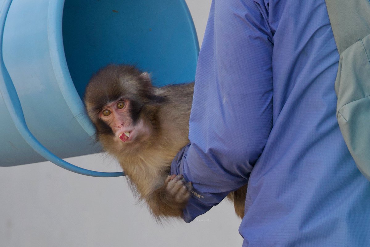 ぱんち🐒🪽 tweet media