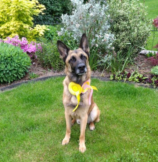 gsrescueelite's tweet image. Remy is 5yrs old and he can live with older kids. Remy found a home where he thrived but sadly became very protective of mum which caused issues so exp of this needed please 
#dogs #germanshepherd #Cornwall 
gsrelite.co.uk/remy/