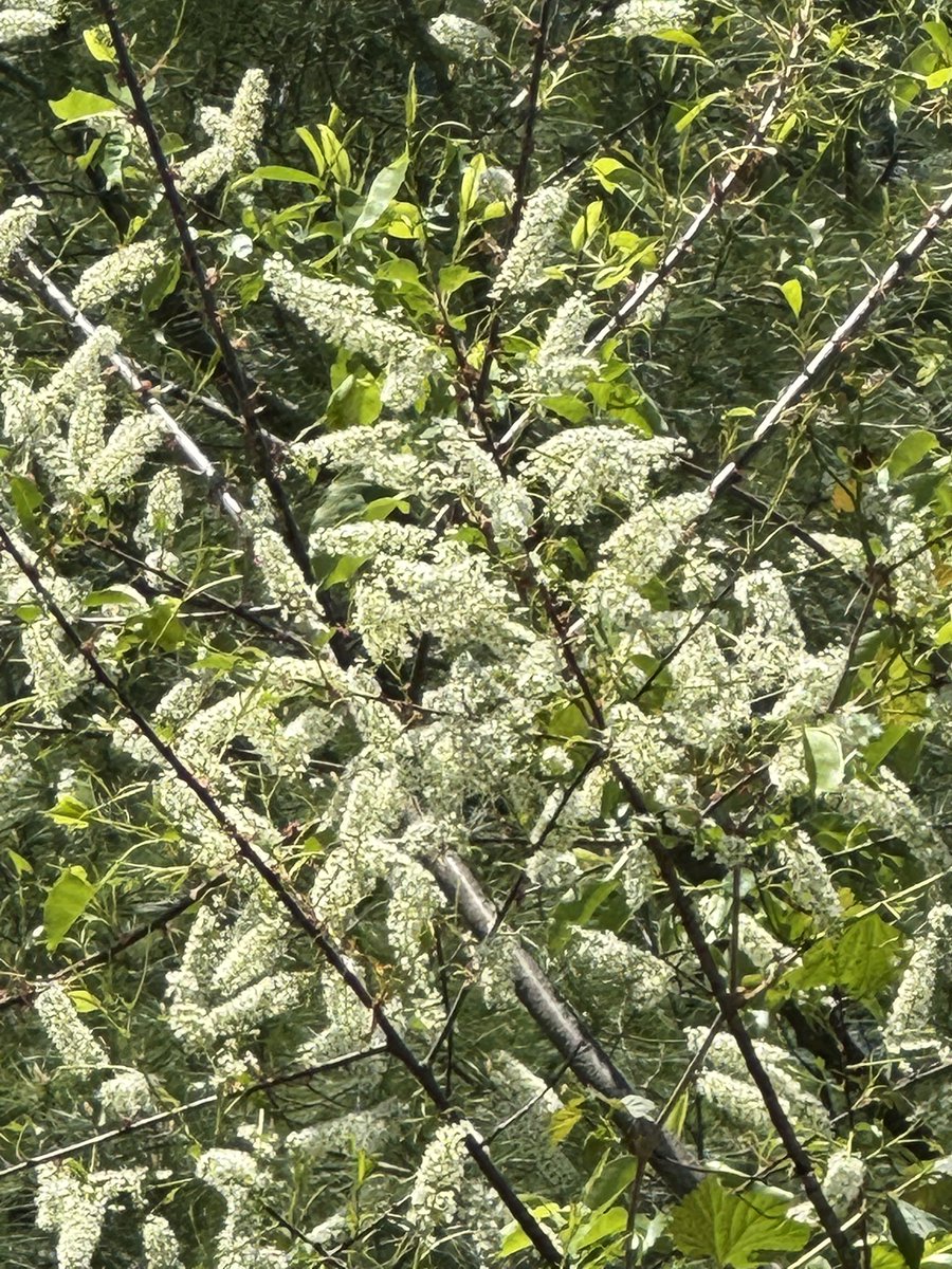 LukeRangeWalker's tweet photo. Two more native trees —both great for wildlife—that you can identify from their showy flowers this time of year. 

1. Black cherry (first 2 pics)

2. Flowering dogwood (last 2 pics) https://t.co/Y1YVoIzNRd