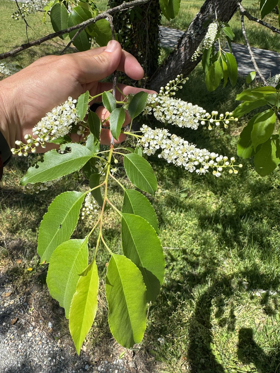LukeRangeWalker's tweet photo. Two more native trees —both great for wildlife—that you can identify from their showy flowers this time of year. 

1. Black cherry (first 2 pics)

2. Flowering dogwood (last 2 pics) https://t.co/Y1YVoIzNRd