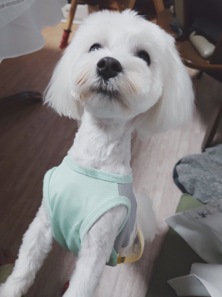 dobashi_ID's tweet image. カットしてきたでござるよ(*´ω｀*)フワフワでござろう(*´ω｀*)
#ロンでござる
#マルチーズ
#maltese