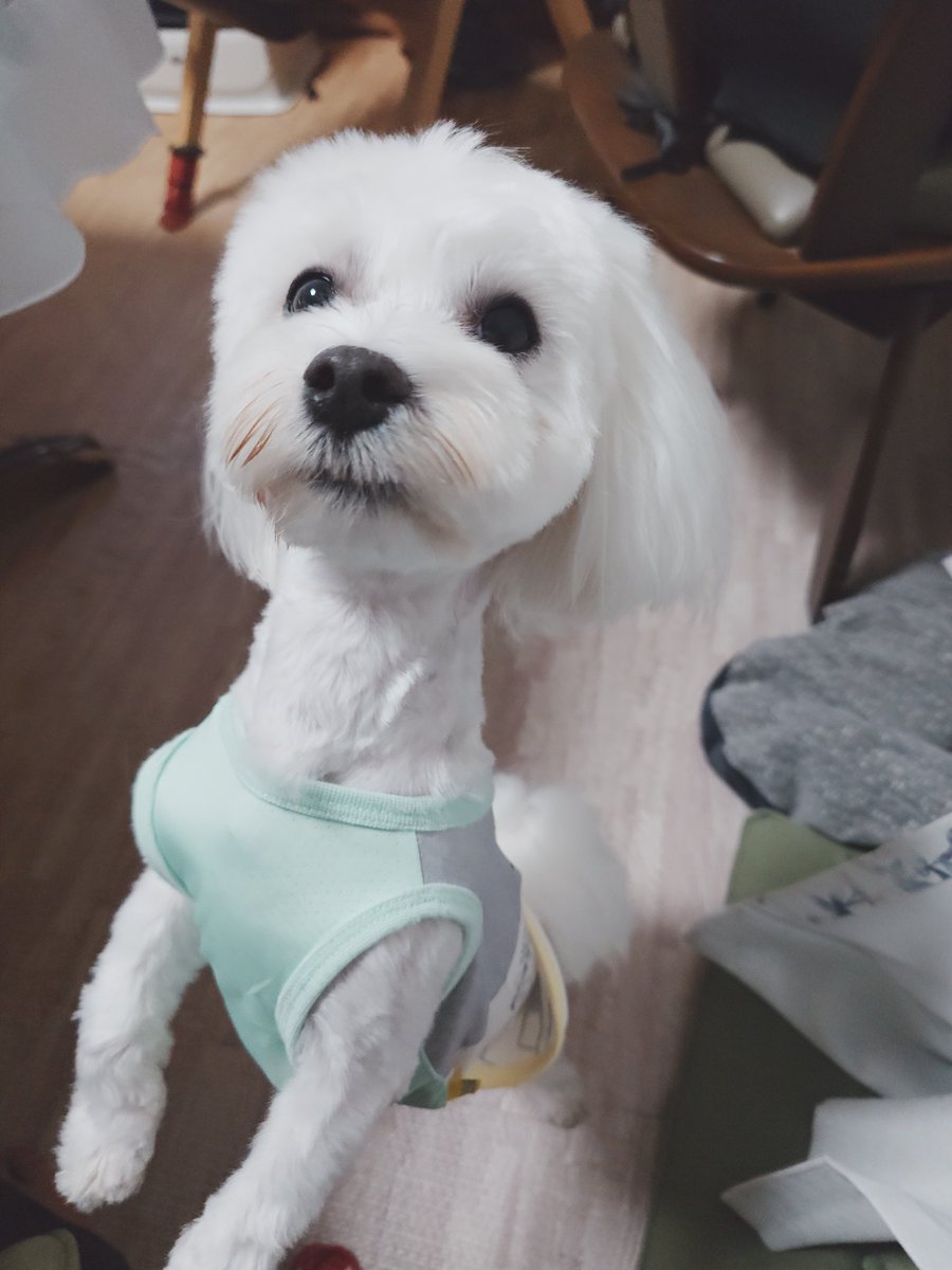 dobashi_ID's tweet image. カットしてきたでござるよ(*´ω｀*)フワフワでござろう(*´ω｀*)
#ロンでござる
#マルチーズ
#maltese