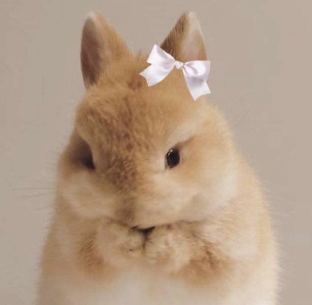 토숑이 tweet media