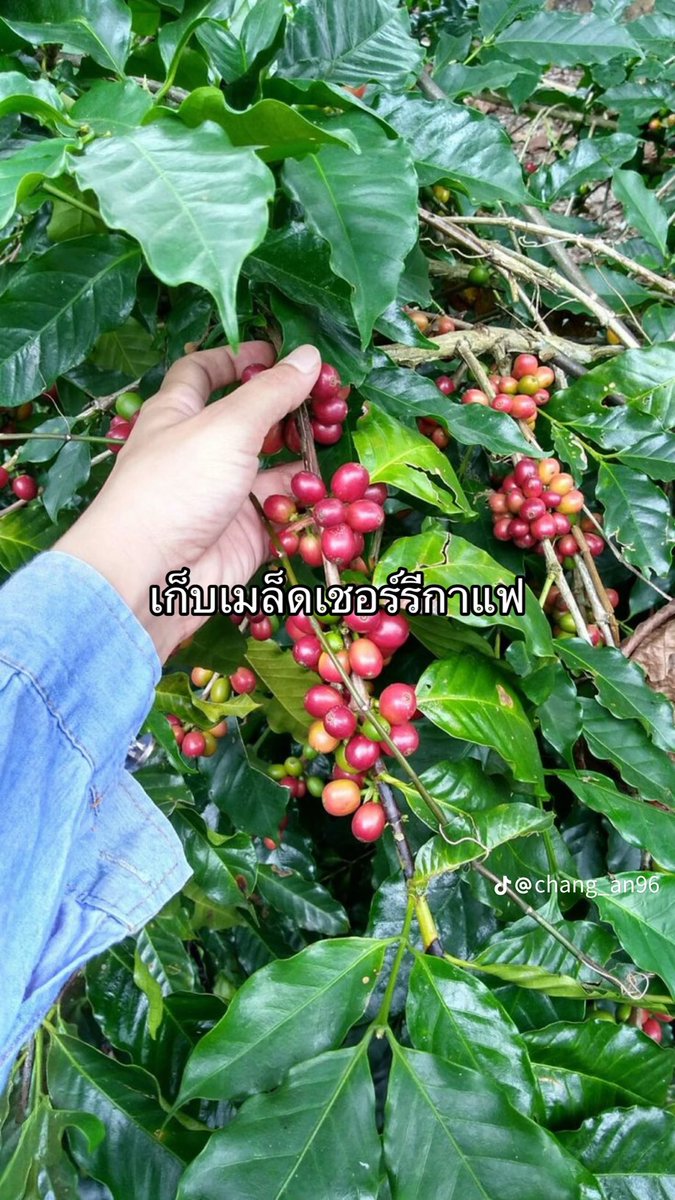 chang_an96's tweet photo. นายเอกอยู่ที่ไร่กาแฟต้องทำอะไรบ้าง☕️😚

👑ชื่อเรื่อง: รินรักในใจเหนือ 
☕️นามปากกา: Chang-An

#รินรักในใจเหนือ #นิยายวายแนะนำ #นิยายวาย #นักเขียนมือใหม่ #แนะนำนิยายวาย #นิยาย #ภาษาเหนือ #กำเมือง #ไร่กาแฟ #พ่อเลี้ย���เมืองเหนือ https://t.co/aaBbkxX9Ni