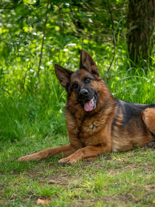 gsrescueelite's tweet image. Freya is 5yrs old and she is a friendly girl who is looking for a child and pet free home. Freya can be protective of her people so will need a home with exp of this issue please 
#dogs #germanshepherd #Cornwall 
gsrelite.co.uk/freya-3/