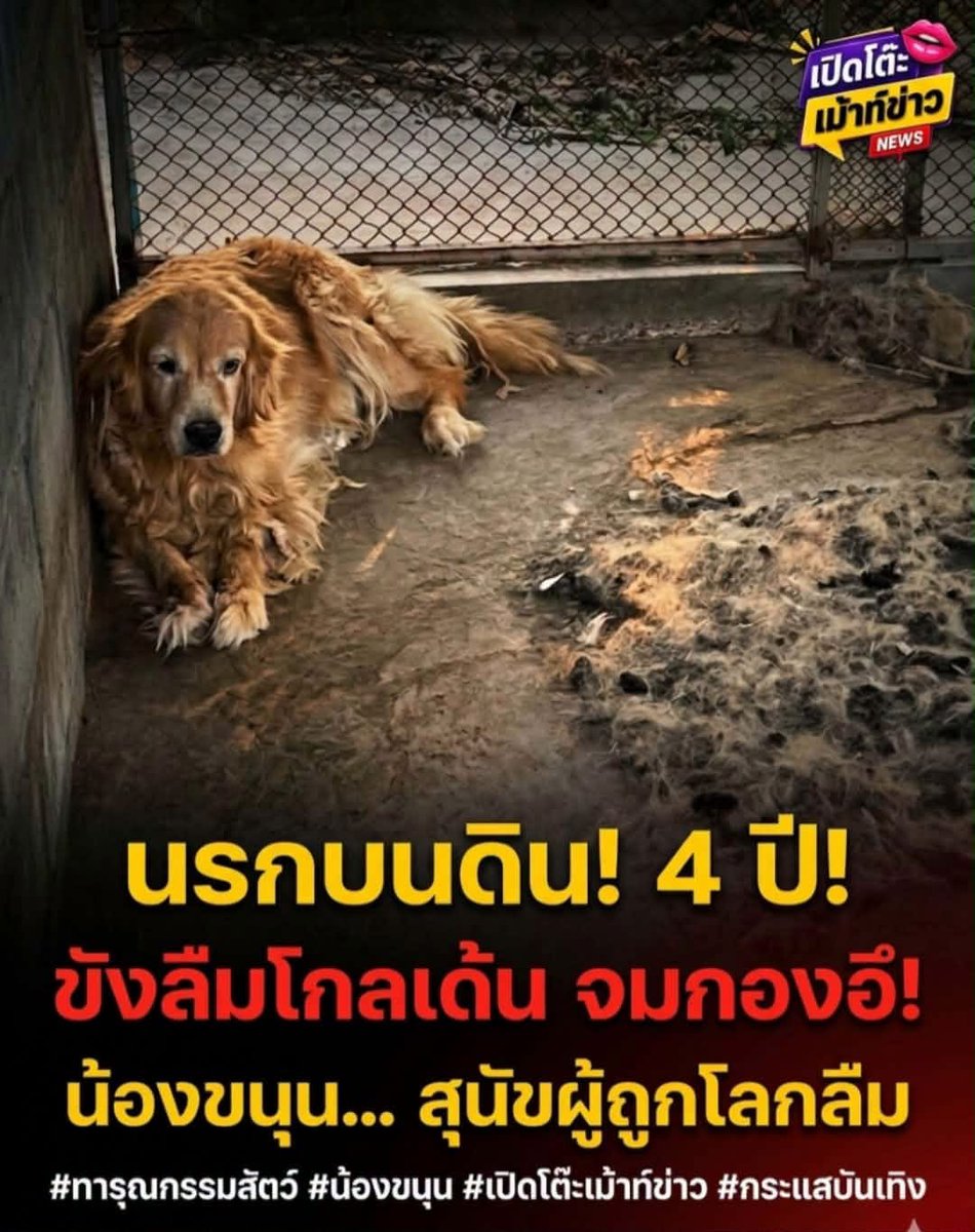 🎀🐰🌹🐻🐸🐶🐈‍⬛🐬 tweet media