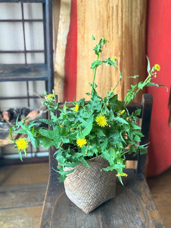 くみこ｜季節のしつらいと、続く仕事 tweet media