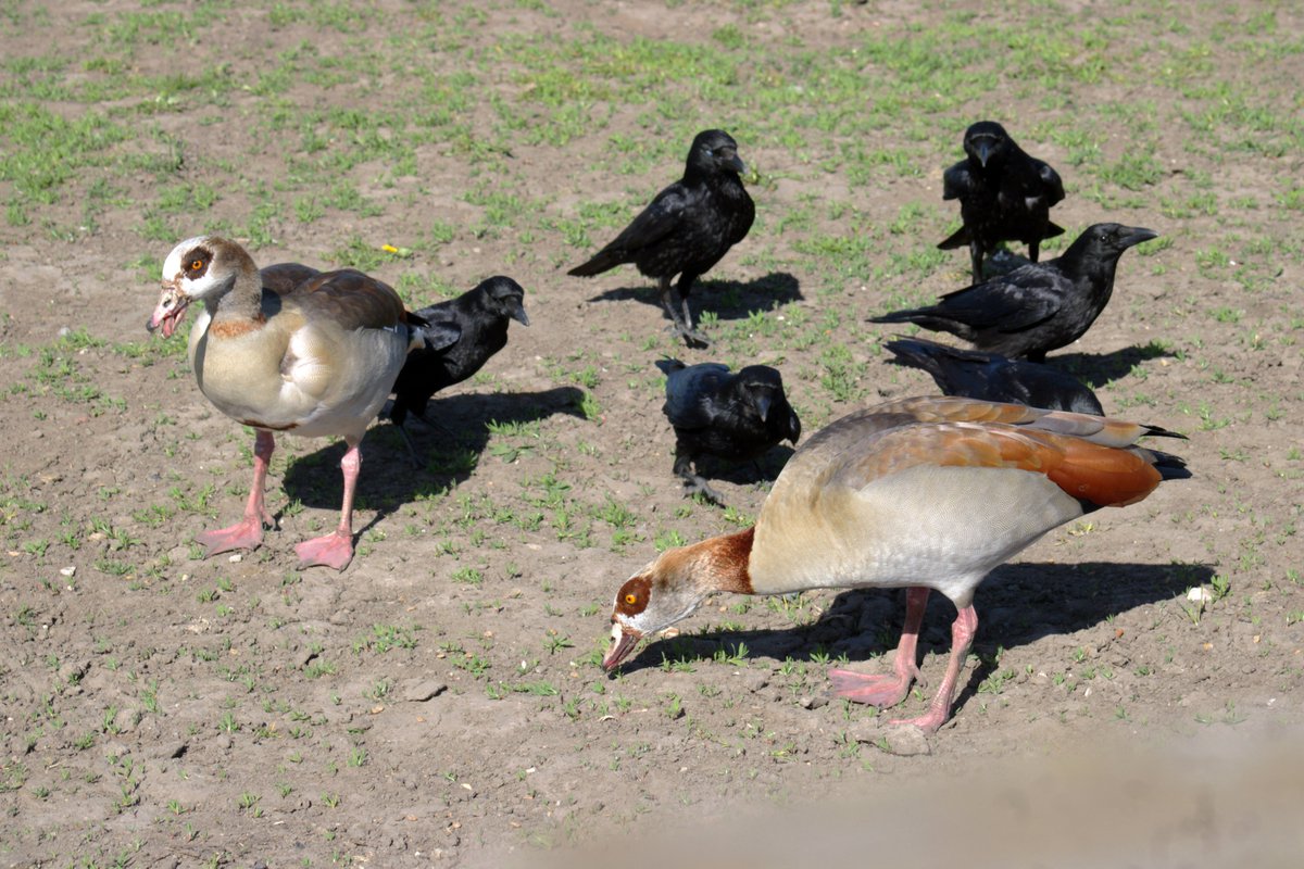 MorvienR's tweet image. As I took Lizzie home from today's walk🐶saw the Egyptian geese and a few more birds &amp;amp; wildfowl😎at the Hampton's in #WorcesterPark Surrey @Team4Nature2 @Natures_Voice @crowdiary @CrowMonthly @WildlifeMag @GeeseAll @a_london_pigeon @AMAZ1NG_NATURE @BBCSpringwatch