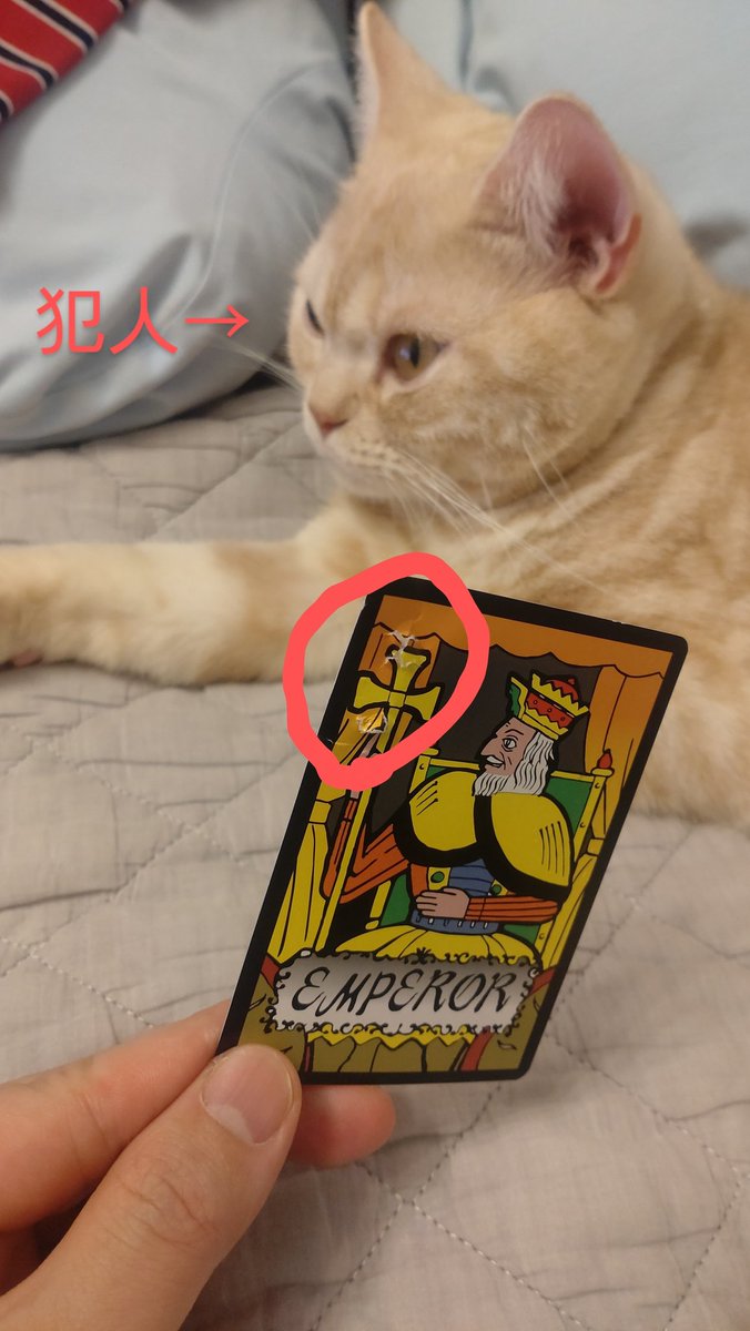finaliraira's tweet photo. 今日UFOキャッチャーでゲットしたばっかなのに、よりによって皇帝に穴が・・・😂 https://t.co/8PaVtUFxFl