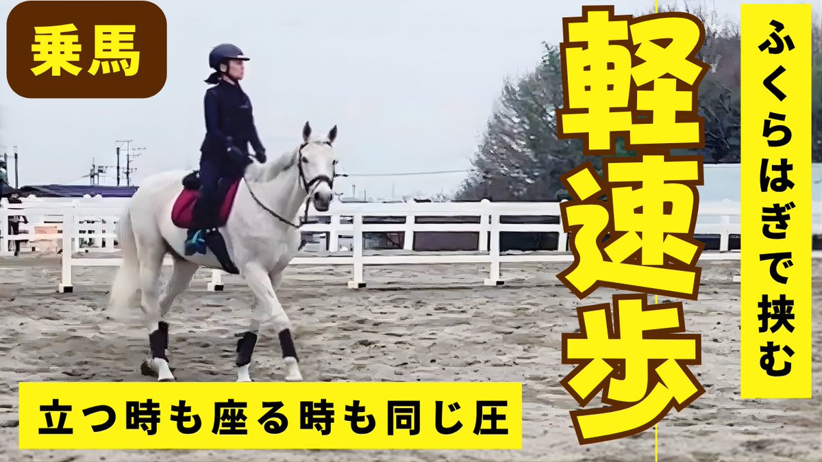 chobitto_jyouba's tweet image. 野球ボールを挟んで、膝裏の角度をキープ。 ふくらはぎでしっかり挟む感覚も意識。  立つときも座るときも、鐙への圧は変えない。今日も学びました。
本編はこちらです→youtu.be/YCAsZcVLPAY
#乗馬 #horse #馬 #ちょびっと乗馬