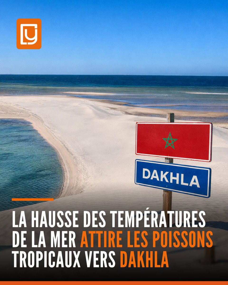 yabiladi_fr's tweet image. La hausse des températures de la mer attire les poissons tropicaux vers Dakhla🐟
🔗 : yabiladi.com/articles/detai…

#Maroc #Dakhla #Océan #Climat