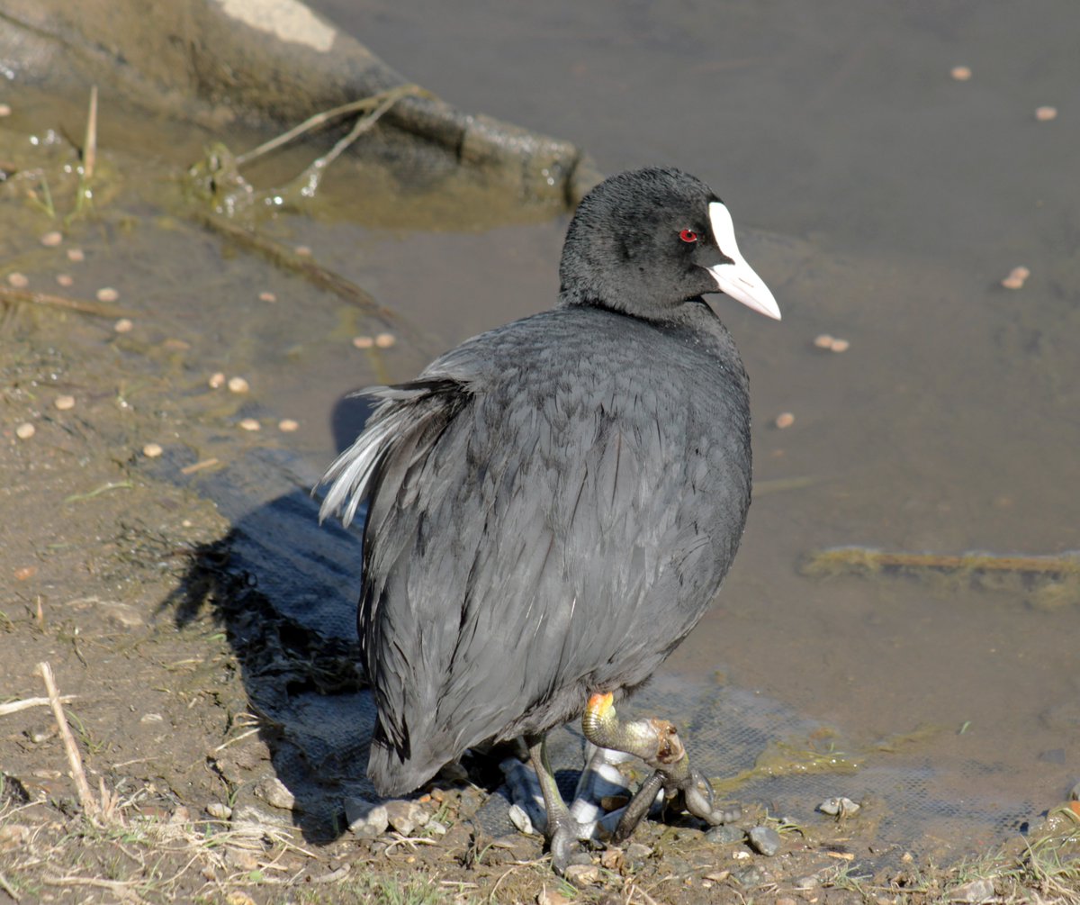 MorvienR's tweet image. As I took Lizzie home from today's walk🐶saw the Egyptian geese and a few more birds &amp;amp; wildfowl😎at the Hampton's in #WorcesterPark Surrey @Team4Nature2 @Natures_Voice @crowdiary @CrowMonthly @WildlifeMag @GeeseAll @a_london_pigeon @AMAZ1NG_NATURE @BBCSpringwatch