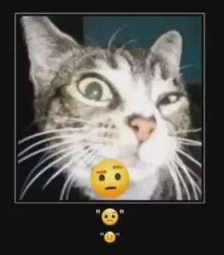 Cat TikToks tweet media