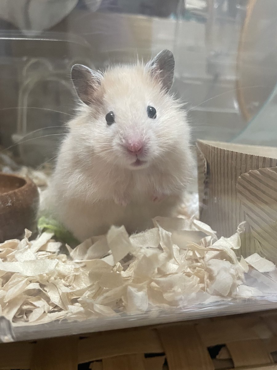 本日のホヨヨ〜　長毛ハムってひげも長いのか？？今までの子に比べてすごい長い気がする…