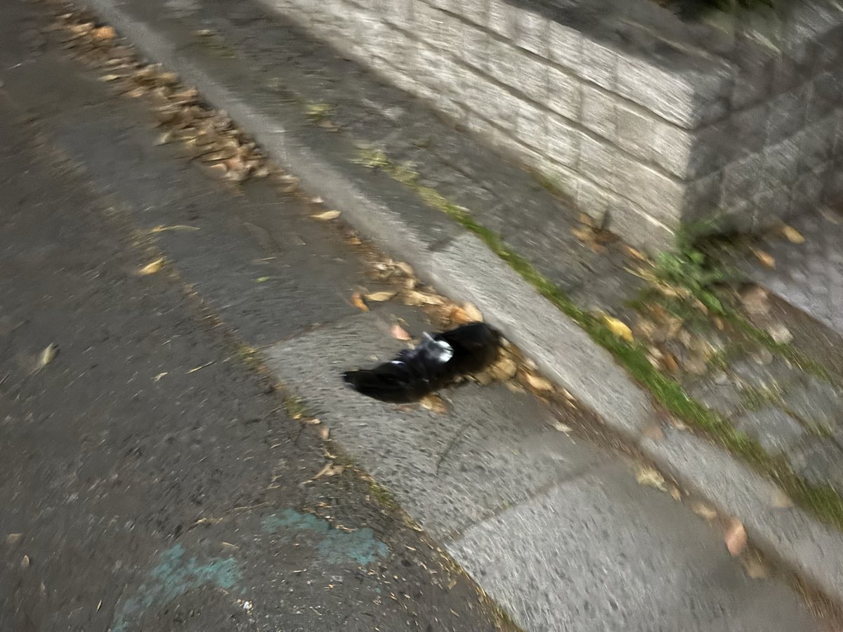 なしまる tweet media