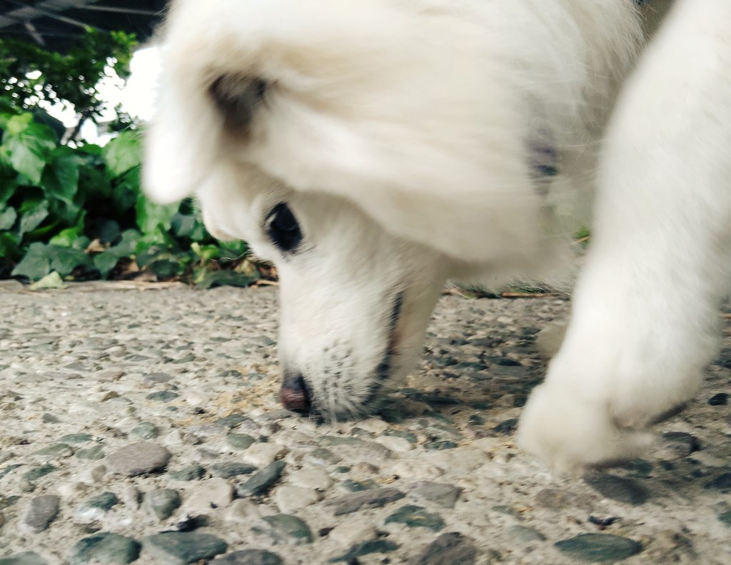 夕方はバズちゃん号🚙で公園に行ってから野菜の買い出しに付き合ってきたよ🐾