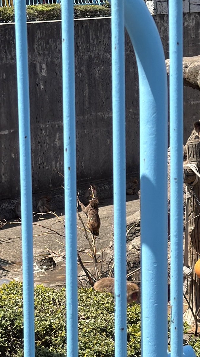 ビスコ🌈永遠の18歳Kﾀﾞｯｸｽ(๑´ω`๑) tweet media