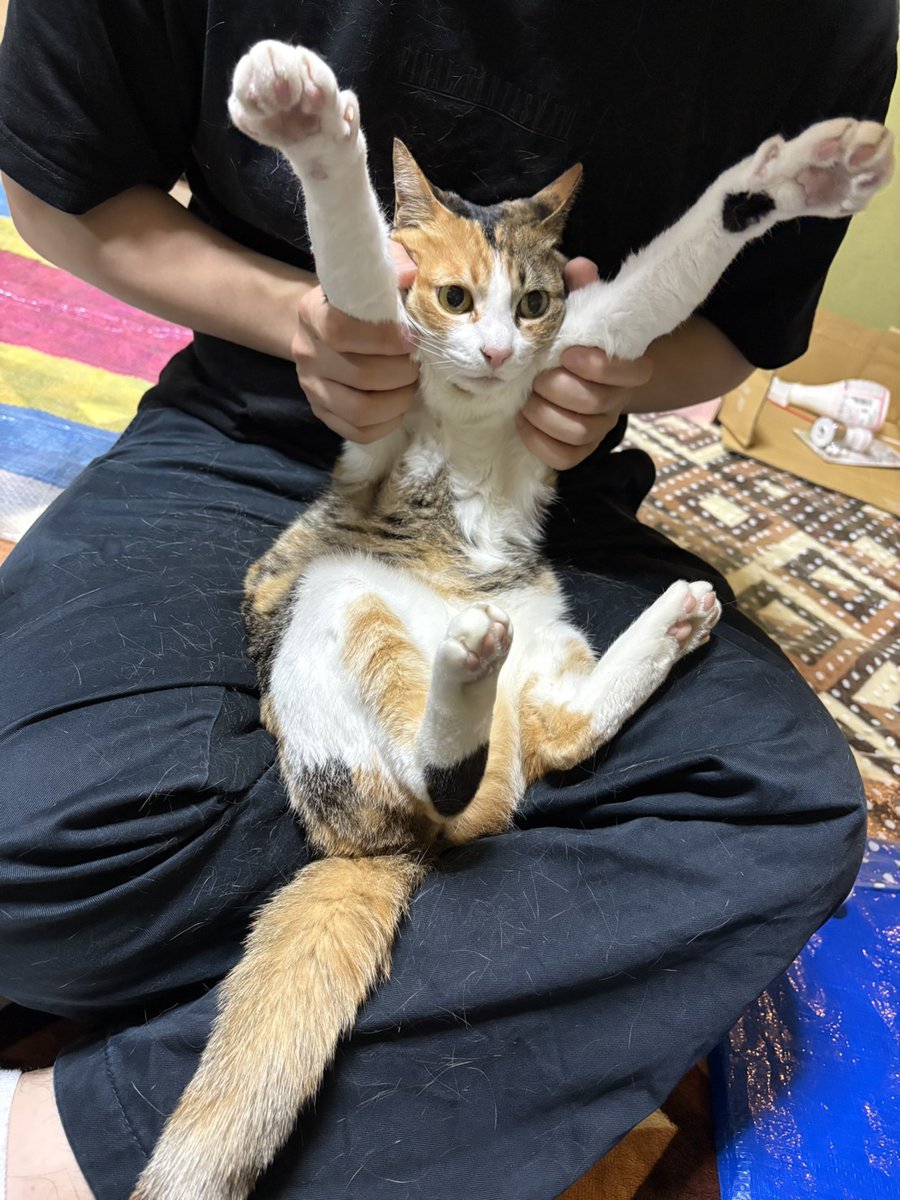 🪄@固ツイ拡散お願いします tweet media