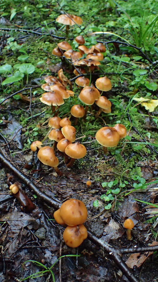 今日の(昨日の)きのこ写真🍄

整列！

 #きのこ
 #きのこれくしょん
 #可爱的蘑菇
 #目指せ1日1きのこ 1709日目