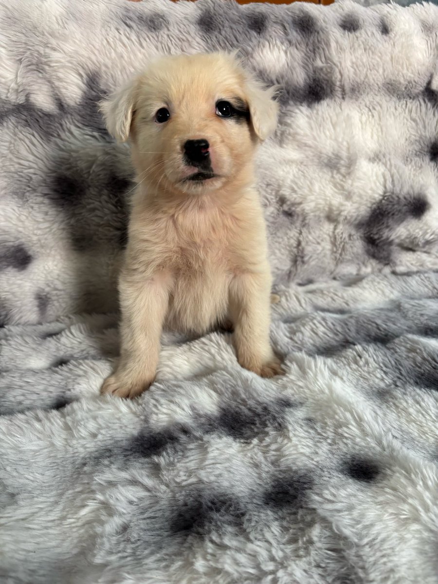 Spithas Filozoiko Somateio tweet media