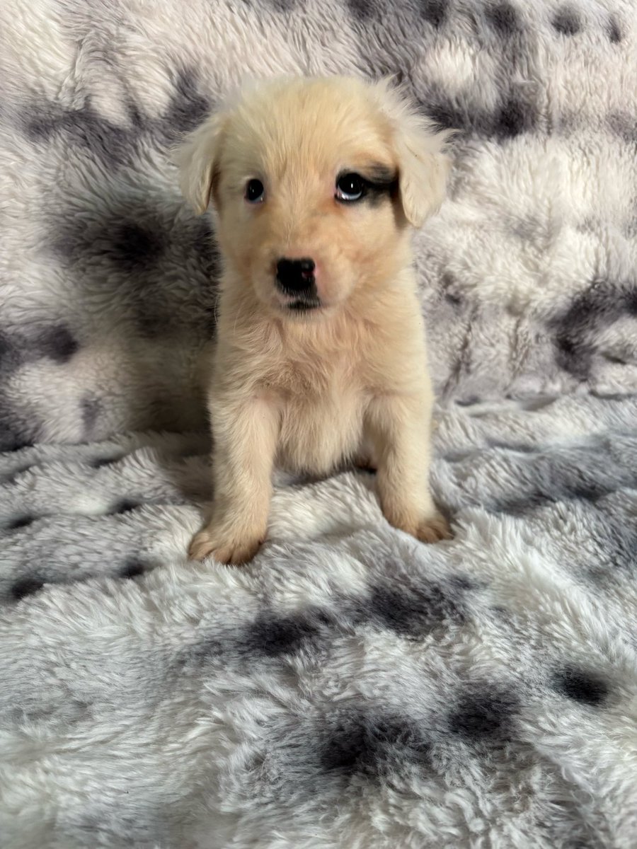 Spithas Filozoiko Somateio tweet media