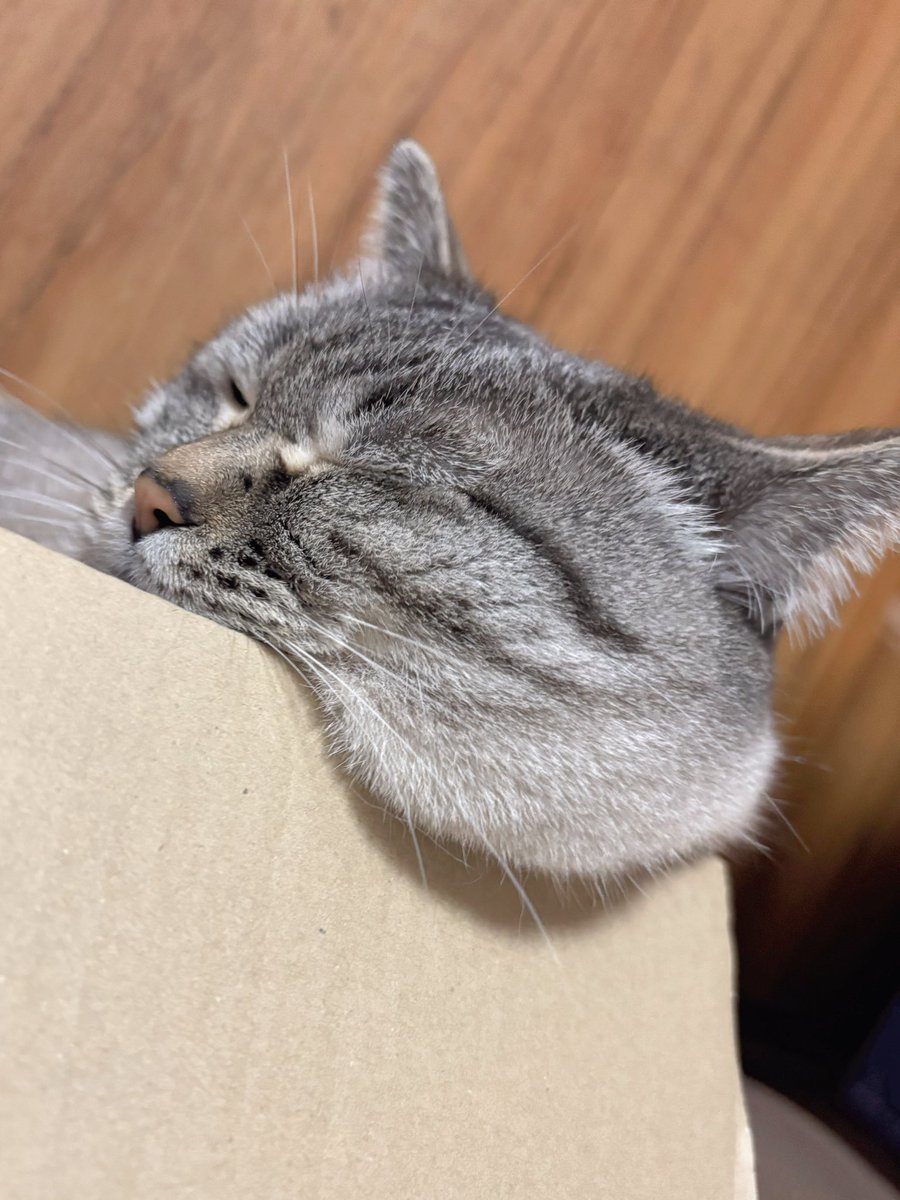 愛と幸せが詰まったほっぺが零れ落ちてる🥹
おやすみにゃさい𐔌ˆ꜆  ̝  ̣ˆ𐦯💤